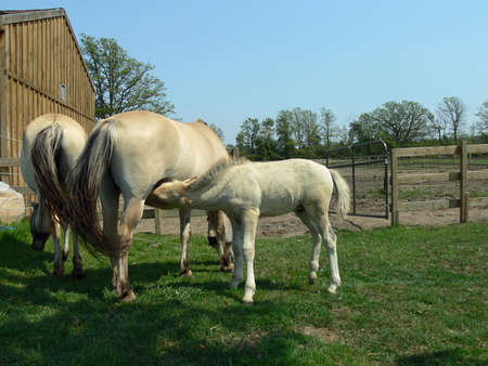 Norwegian Fjord Horse Foal Feeding From Mareの写真素材