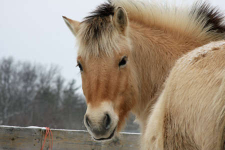 Norwegian Fjord Horse Head Shotの写真素材