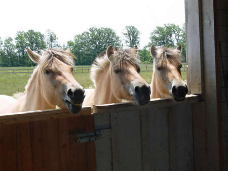 Norwegian Fjord Horses Looking In Barnの写真素材