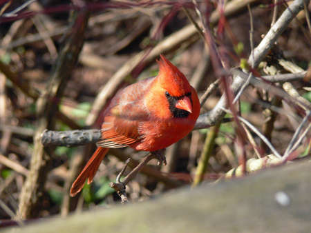 Cardinal Male Top Viewの写真素材