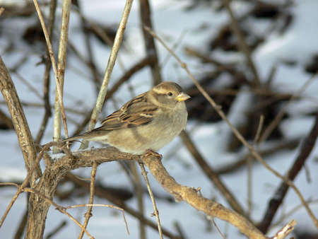 House Sparrow Femaleの写真素材