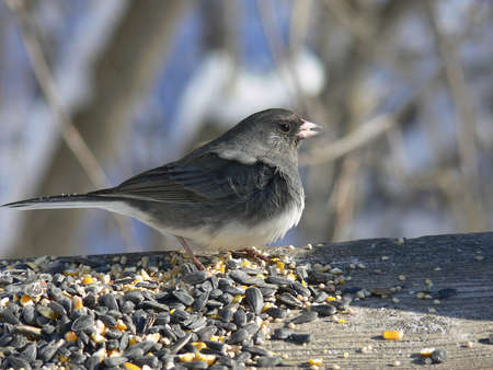 Dark-eyed Junco Wind In Feathersの写真素材