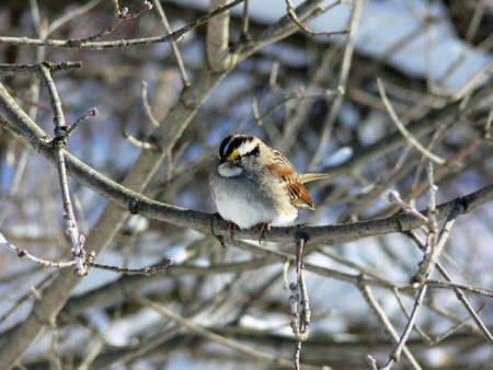 White-throated Sparrow Perched On Branchの写真素材