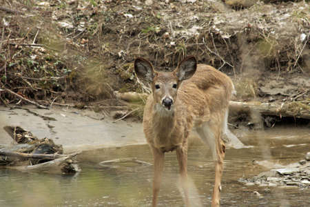 Young White-tail Deer Standing In Creekの写真素材