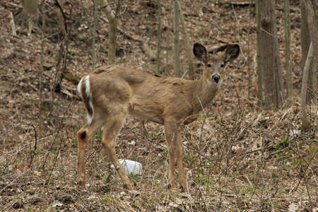 Young White-tail Deer Standingの写真素材