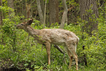 Young White-tail Deer Loosing Winter Coatの写真素材
