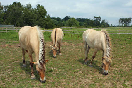 Norwegian Fjord Horses Three Feeding On Grassの写真素材