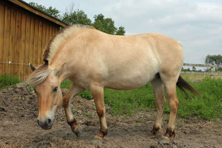 Norwegian Fjord Horse In Front Of Barnの写真素材
