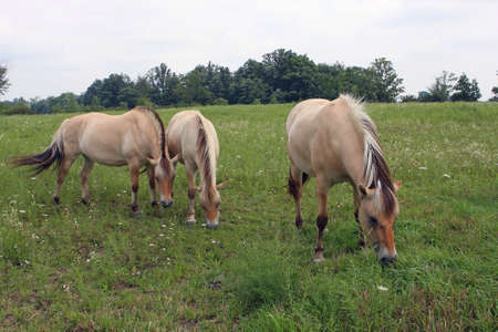 Norwegian Fjord Horses Three In Field.の写真素材