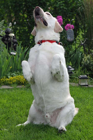 Yellow Labrador Sitting Upの写真素材