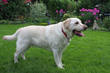 Yellow Labrador Standingの写真素材