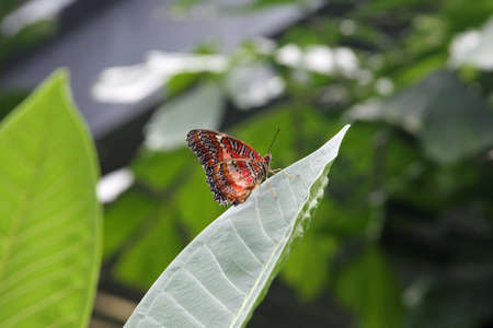 Common Lacewing Butterfly Perched On Leafの写真素材