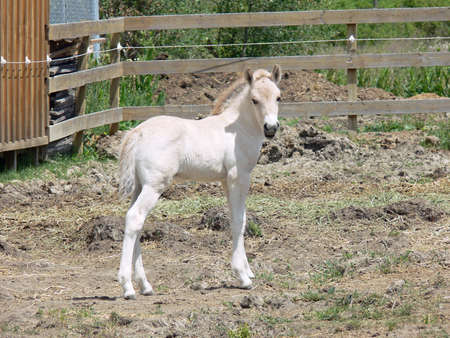 Norwegian Fjord Horse Young Foalの写真素材