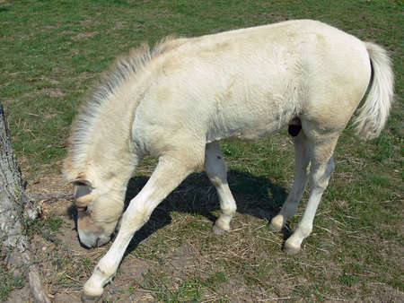 Norwegian Fjord Horse Young Foal On Grassの写真素材