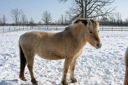 Norwegian Fjord Horse Standing In Snowの写真素材