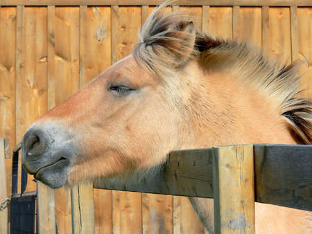 Norwegian Fjord Horse Sun On Faceの写真素材