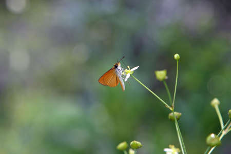 Least Skipper Butterflyの写真素材