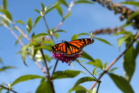Monarch Butterfly Feedingの写真素材
