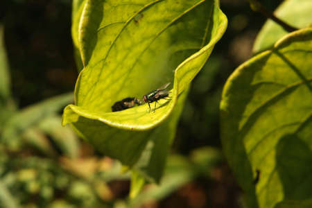 Daring Jumping Spider Phidippus audax Hunting On Leafの写真素材