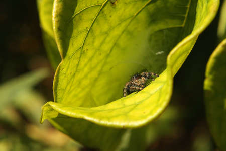 Daring Jumping Spiderの写真素材
