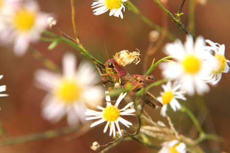 Grasshopper In Morning Dew On White Flowersの写真素材