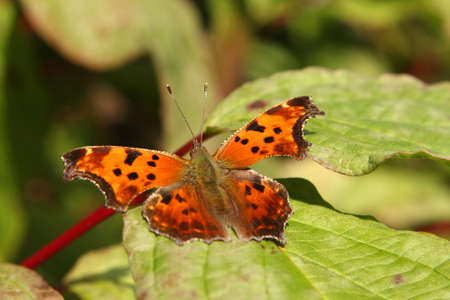 Gray Comma Butterfly - Polygonia progne Warming On Leaf In Morning Sunの写真素材