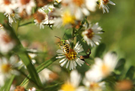 Green Metallic Bee - Agapostemon Feeding In Morning Sunの写真素材