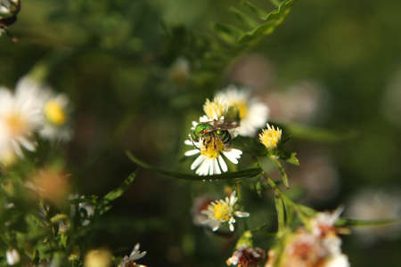Green Metallic Bee - Agapostemonの写真素材
