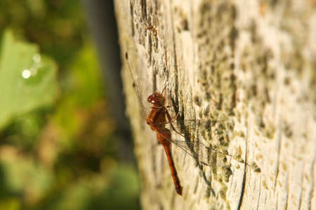 Ruby Meadowhawk Dragonfly Female - Sympetrum rubicundulumの写真素材