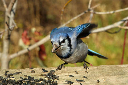Bluejay With Seed In Beakの写真素材