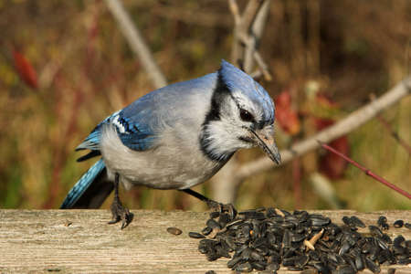 Bluejay Close-upの写真素材