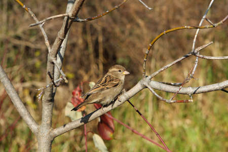 House Sparrow Female Back Viewの写真素材