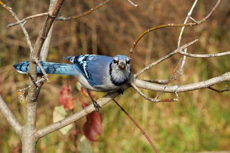 Bluejay Looking Upの写真素材
