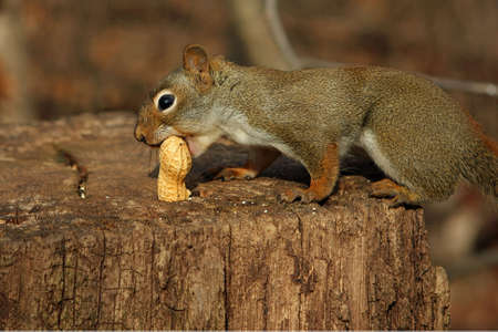 Red Squirrel Taking Peanutの写真素材
