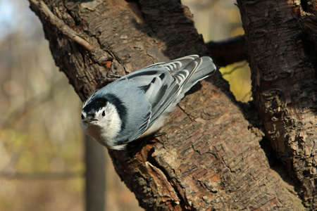 White-breasted Nuthatch Perched On Tree In Sunの写真素材