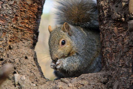 Gray Squirrel Feeding On Seeds In Treeの写真素材