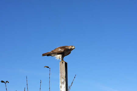 Red-tailed Hawk On Postの写真素材