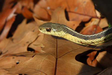 Garter Snake On Oak Leavesの写真素材