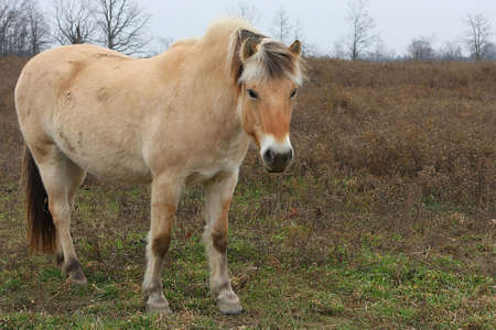 Norwegian Fjord Horse Feeding A Meal Of Grassの写真素材