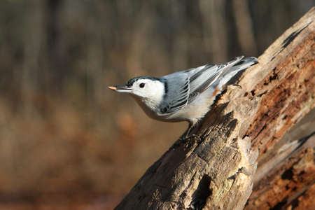 White-breasted Nuthatch In Tree In Sunの写真素材