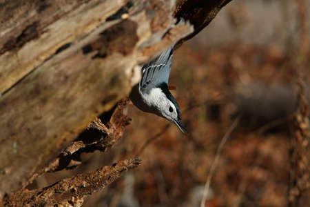 White-breasted Nuthatch On Side Of Stumpの写真素材