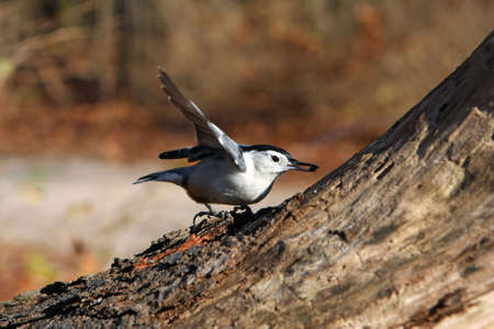 White-breasted Nuthatch Perched With Seed In Beakの写真素材