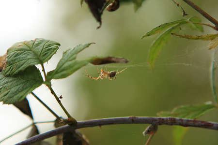 Orb Weaver Spiderの写真素材