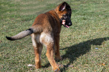 German Shepherd Puppy の写真素材
