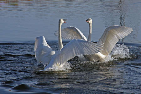 Trumpeter Swan Mating Danceの写真素材