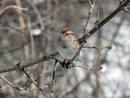 Tree Sparrowの写真素材