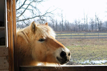 Norwegian Fjord Horse Looking In Barn Sun On Faceの写真素材