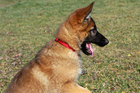 German Shepherd Puppy Profileの写真素材
