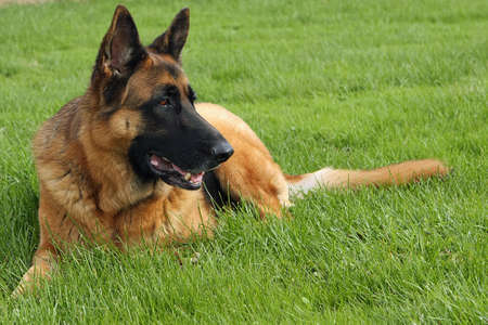 German Shepherd Big Male On Grassの写真素材