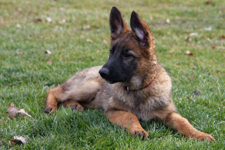 German Shepherd Puppy Ears Upの写真素材